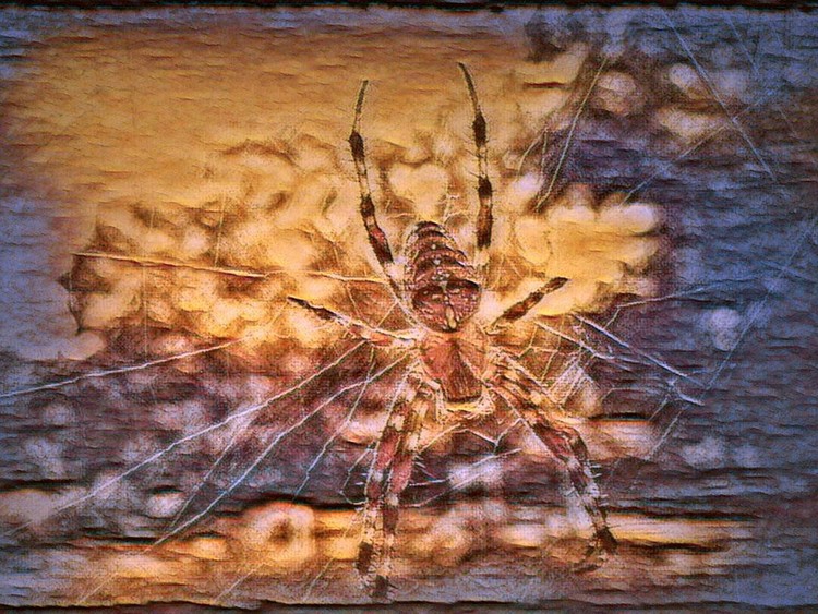 Along Came a Spider