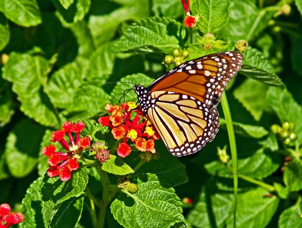 Monarch I