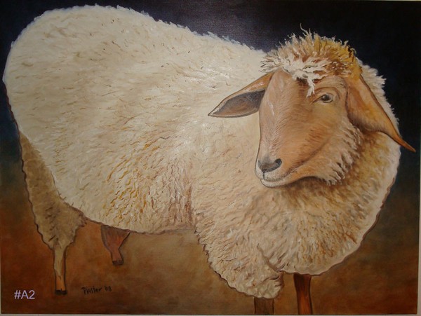 Shaggy Sheep
