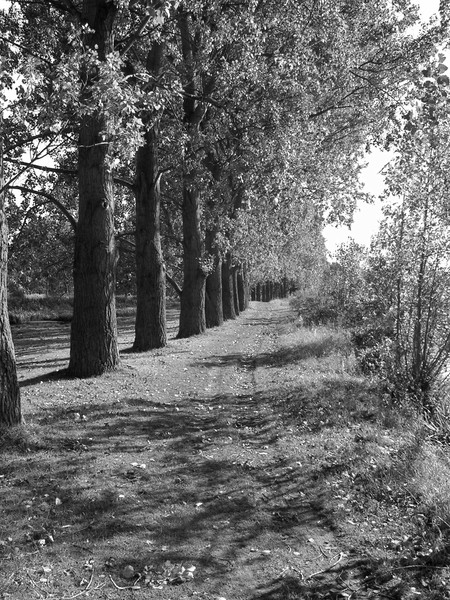 Path of trees