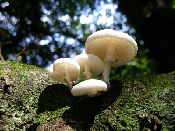 Mushrooms