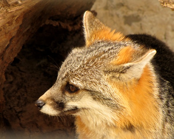 El zorro gris (grey fox)