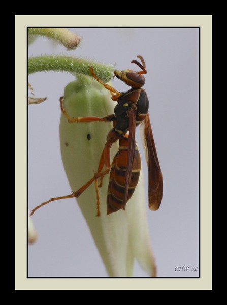 Wasp on flower