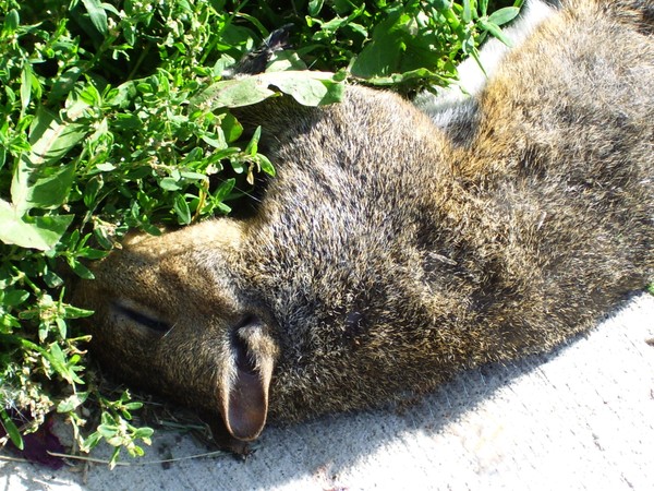 Visiting the Grave of Squirly