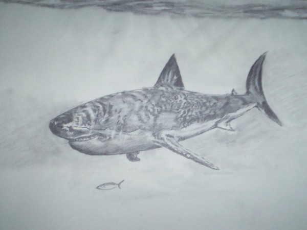 Great White
