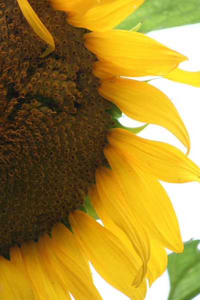 sunflower 1