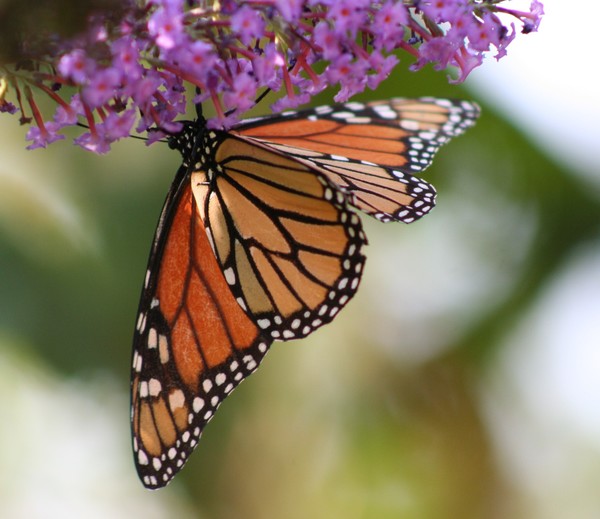 Monarch 1