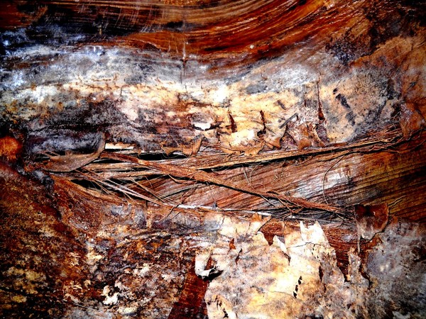 Jungle In Bark
