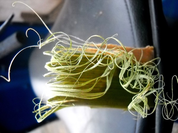 Fibers of Palm-Bark