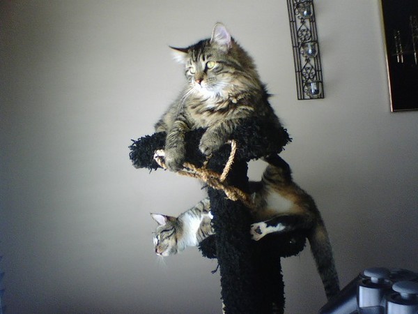 Lazin around, on the cat tower