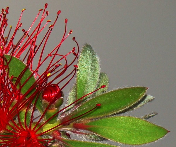 Bottle Brush