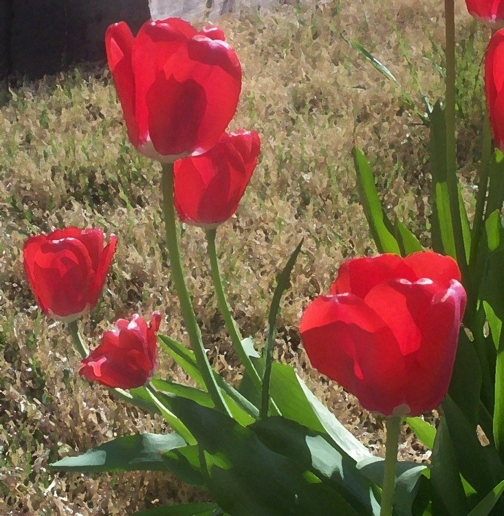 Red Tulips