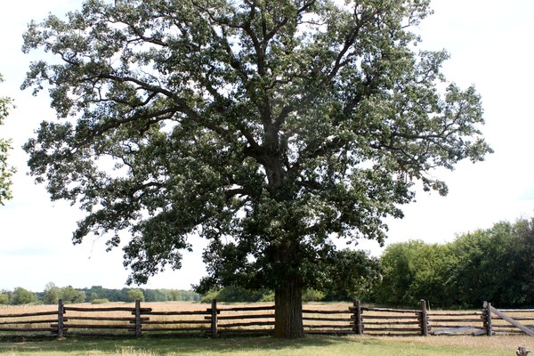 tree-farm