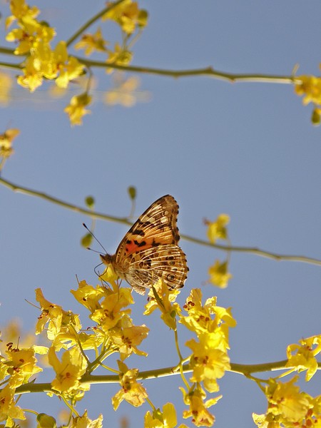 Butterfly
