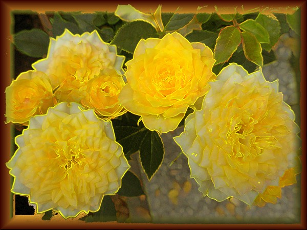 YelRose