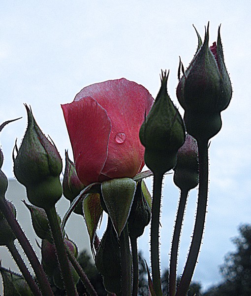 one drop