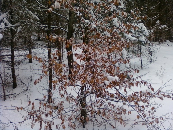 autumn & winter
