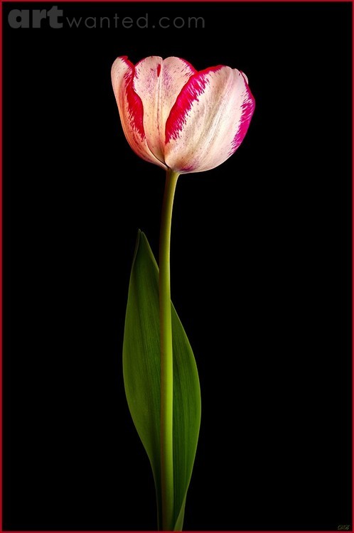 Shirley Tulip