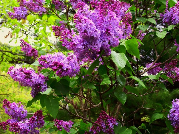 Lilac heaven