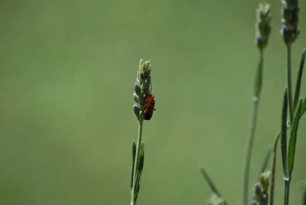 Nikon_05302009_3404