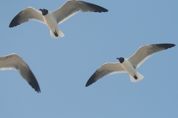 ...and three is a crowd!