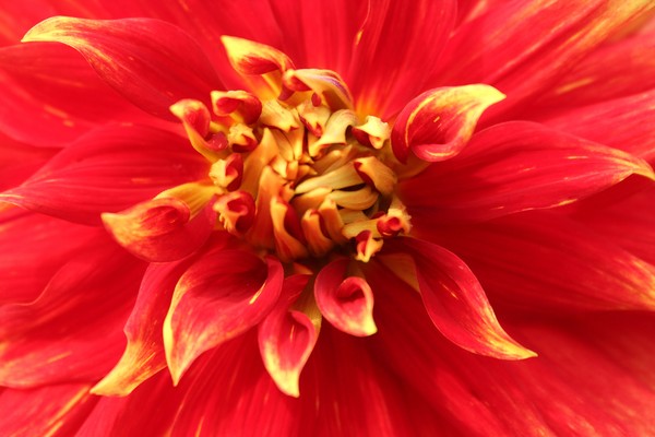 Inside an Orange Dahlia