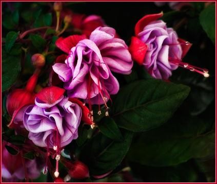 backyard-034