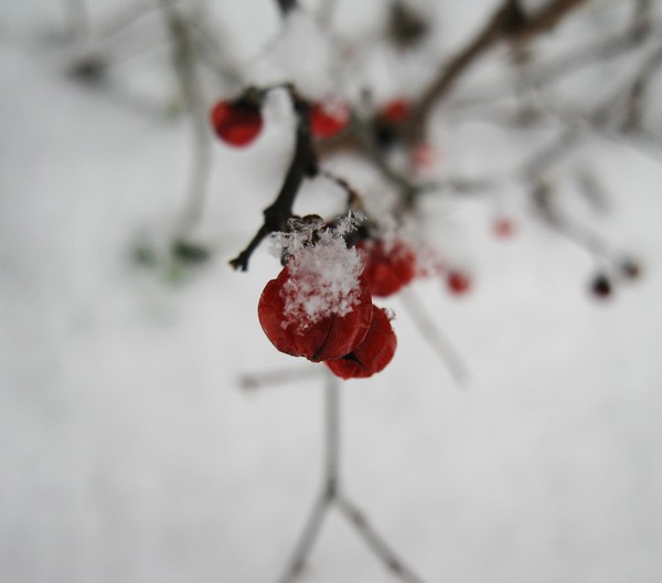 Poison Berries