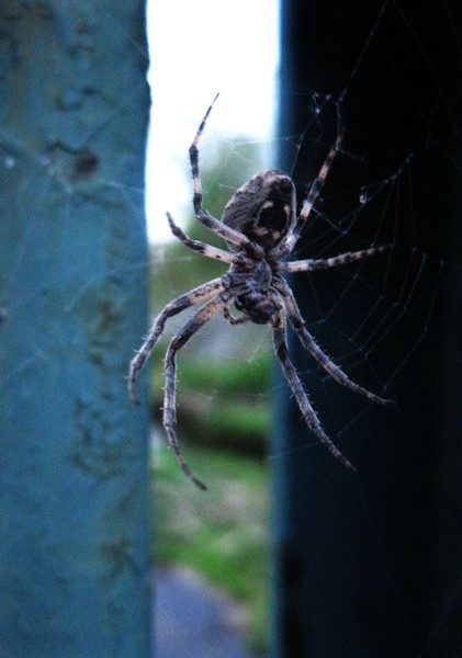 Spidew