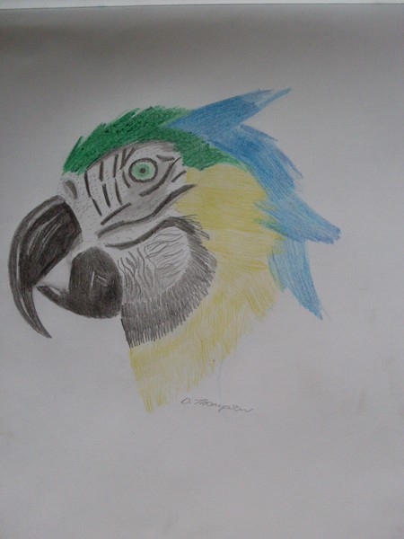parrot
