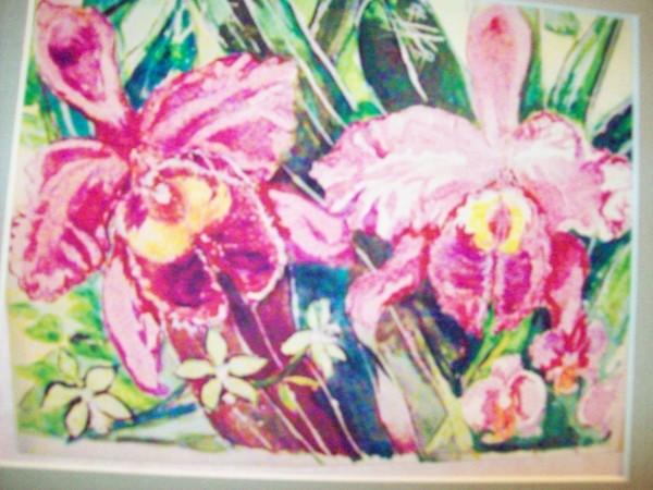 purple and magenta orchids