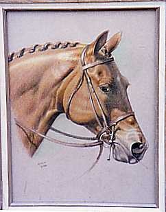 Show Jumper
