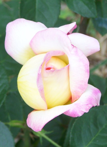 Opening Rose Bud