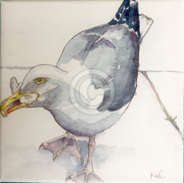 Greedy gull