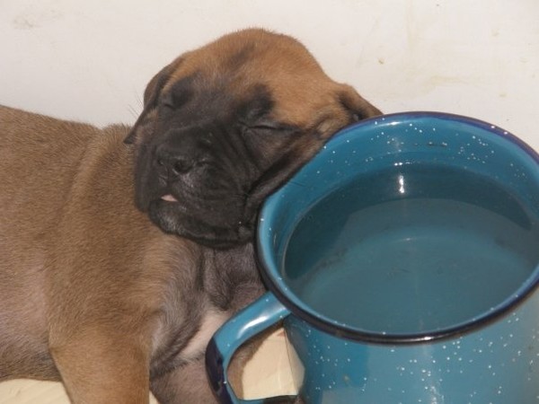 dog tired