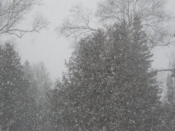 snow in the cedars
