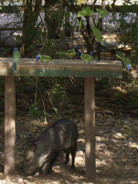 Javelinna & Green Jays
