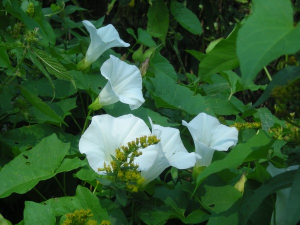 white trumpets