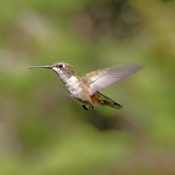 'Hummer'