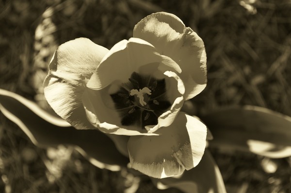  VA Tulip