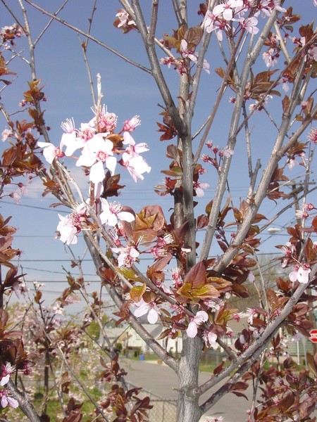 Spring-02