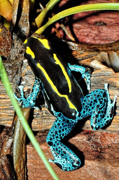 Blue&Yellow&Black Frog
