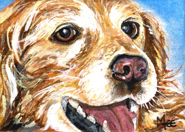 Oliver for Muttville