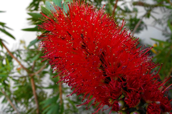 Callistemon citrinus Bottlebrush