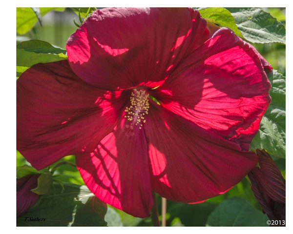 Hibiscus