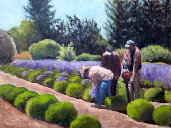 Harvesting Lavender