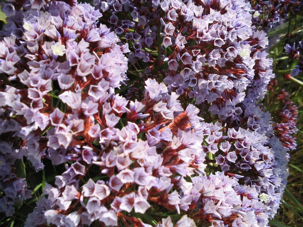 PurpleFlowers