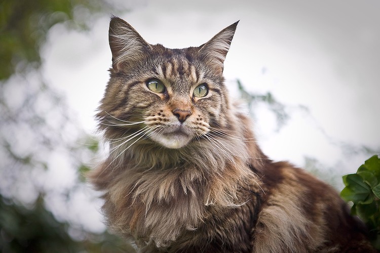 Main Coon Cat