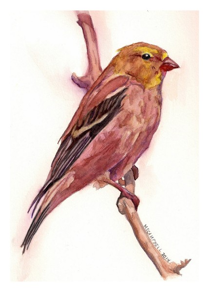 The Goldfinch