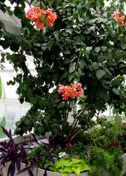 Westmount Park Green House